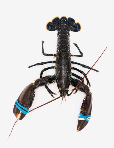 Blue Lobster 2