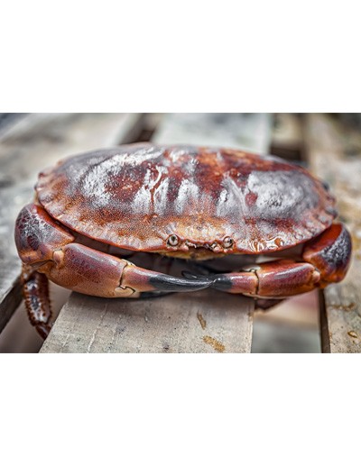 Brown crab 2